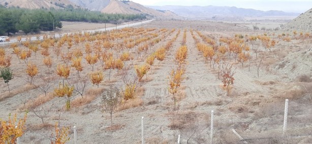 Foto - İlçenin alternatif gelir kaynağı olacak