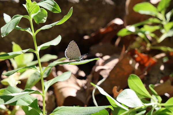 Foto - İlçeyi dünyaya tanıtmak istiyor! İşçi olarak girdiği belediyenin başkanı oldu