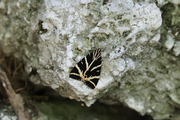 Foto - İlçeyi dünyaya tanıtmak istiyor! İşçi olarak girdiği belediyenin başkanı oldu