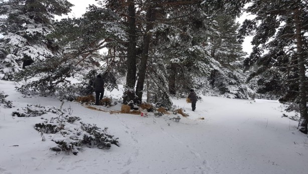 Foto - Ilgaz Dağı'nda yaban hayvanları için doğaya yem bırakıldı