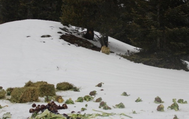 Ilgaz Dağı'nda yaban hayvanları için doğaya yem bırakıldı