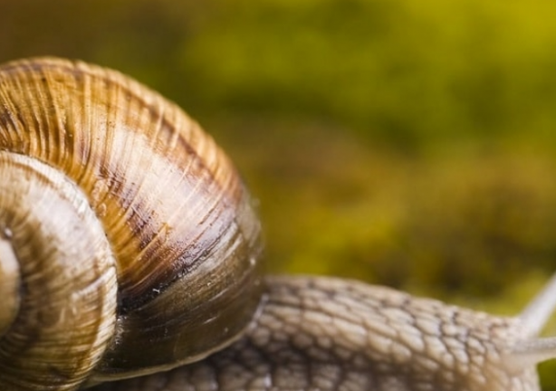 Foto - İlginç bilgiler! Stresi ortadan kaldırıyor