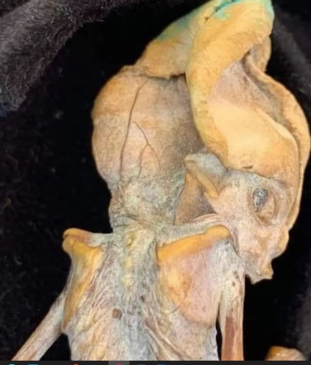 Foto - İlginç bir yaratık ortaya çıktı! Fotoğrafını görenler dehşete düştü! Bugüne kadar herkesten gizlenmiş