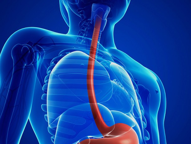 Foto - İlginç çalışma! Karpuz şaşırttı İşte yiyeceklerin vücudumuzda sindirilme süreleri