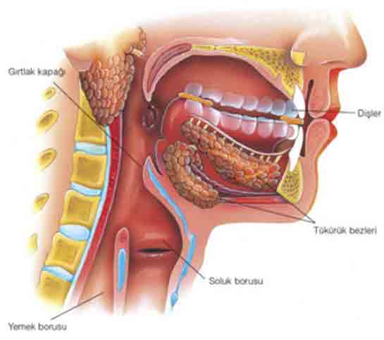 Foto - İlginç çalışma! Karpuz şaşırttı İşte yiyeceklerin vücudumuzda sindirilme süreleri