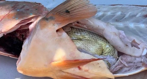 Foto - İlginç davranışları görülüyordu! Balıkçı, tuttuğu balığı temizlemek için karnını yardı! İçinden çıkan şey, tüm dünyayı şaşkına çevirdi 