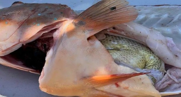 Foto - İlginç davranışları görülüyordu! Balıkçı, tuttuğu balığı temizlemek için karnını yardı! İçinden çıkan şey, tüm dünyayı şaşkına çevirdi 