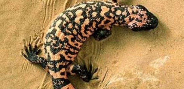 Foto - İlginç detay! Tayt giymekten hiç gocunmuyorlar