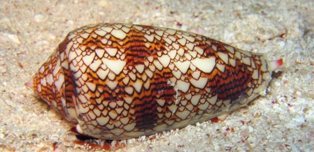 Foto - İlginç detay! Tayt giymekten hiç gocunmuyorlar