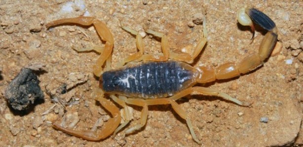 Foto - İlginç detay! Tayt giymekten hiç gocunmuyorlar