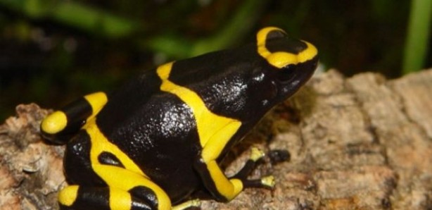 Foto - İlginç detay! Tayt giymekten hiç gocunmuyorlar