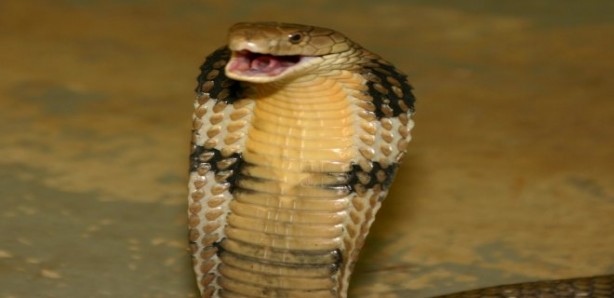 Foto - İlginç detay! Tayt giymekten hiç gocunmuyorlar