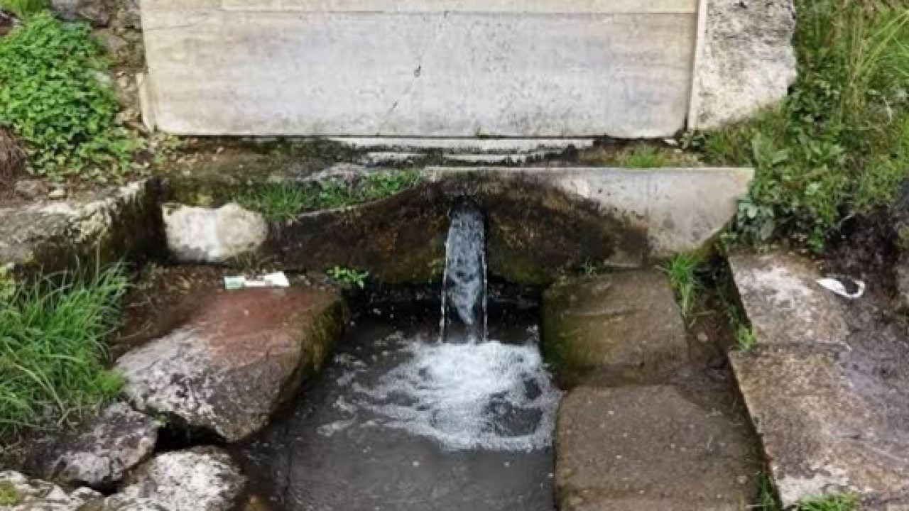 Foto - İlginç doğa oluşumu dikkat çekiyor: Böbrekleri süzgeç gibi yapıyor!