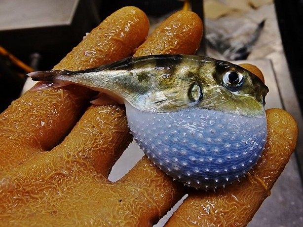 Foto - İlginç karar duyuruldu! Bu balığı avlayanlara fazladan para verilecek 