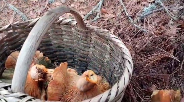 Foto - İlginç olay Sakarya’da gerçekleşti! Doğada mantar toplamaya giden vatandaş gördüğüne inanamadı! Yok artık daha neler