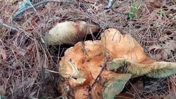Foto - İlginç olay Sakarya’da gerçekleşti! Doğada mantar toplamaya giden vatandaş gördüğüne inanamadı! Yok artık daha neler