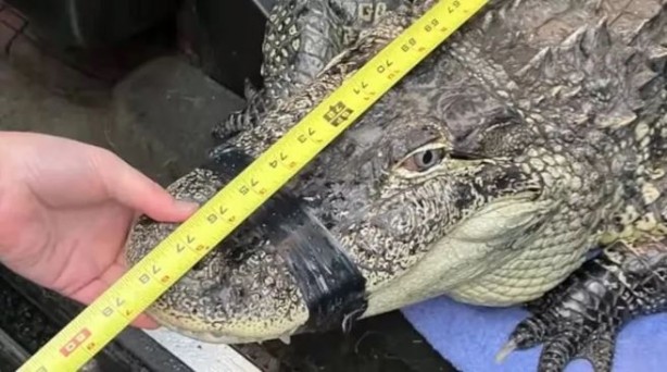 Foto - İlginç olay! Timsahla uyuduğunu görenler ertesi gün adamı bulamadı