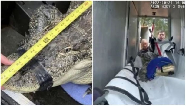 Foto - İlginç olay! Timsahla uyuduğunu görenler ertesi gün adamı bulamadı