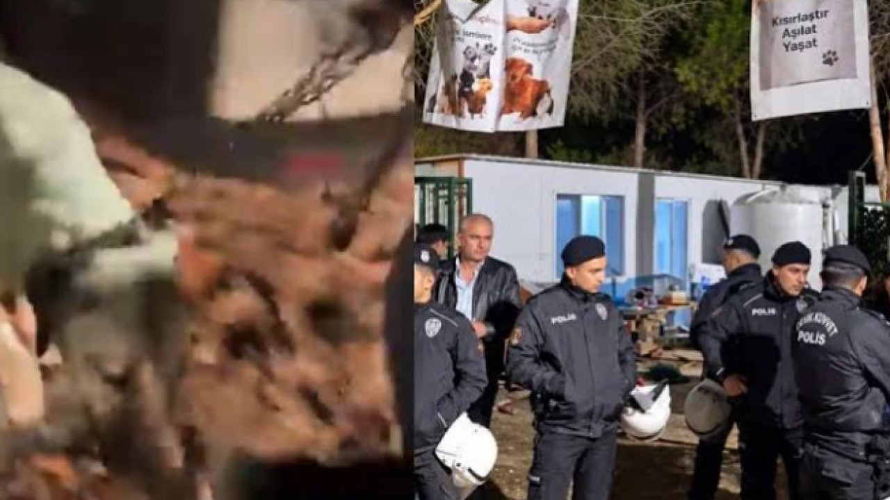 Foto - İlim yuvasını barınağa çevirmişlerdi: Kampüs temizlendi, köpekperestler kudurdu
