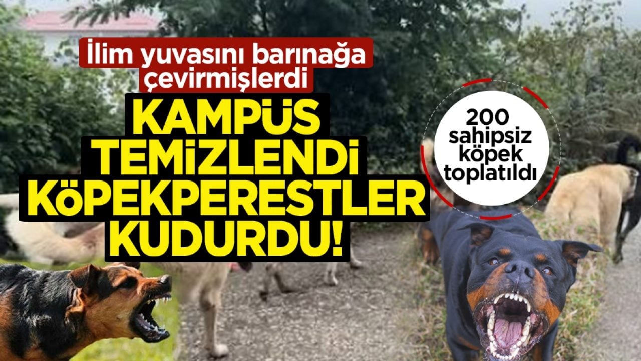 İlim yuvasını barınağa çevirmişlerdi: Kampüs temizlendi, köpekperestler kudurdu