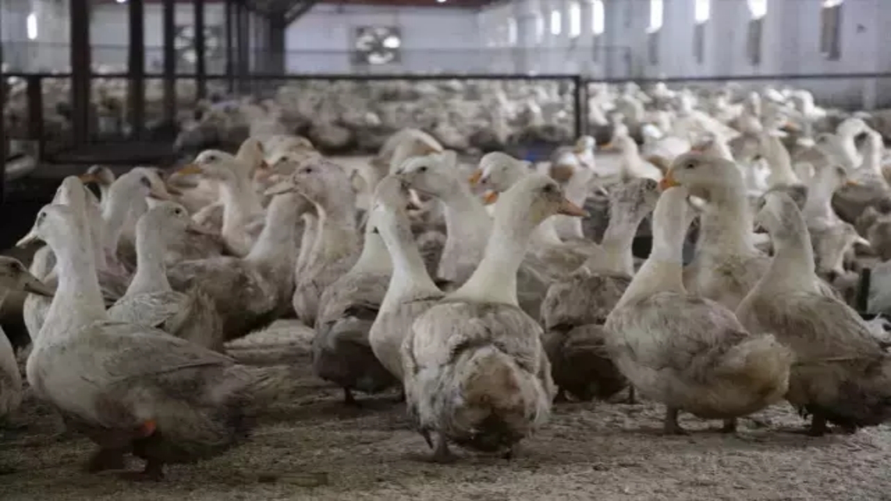Foto - İlişkiler yeni yeni düzeliyordu! Mısır’dan flaş Türkiye kararı! O ilimiz için harekete geçtiler