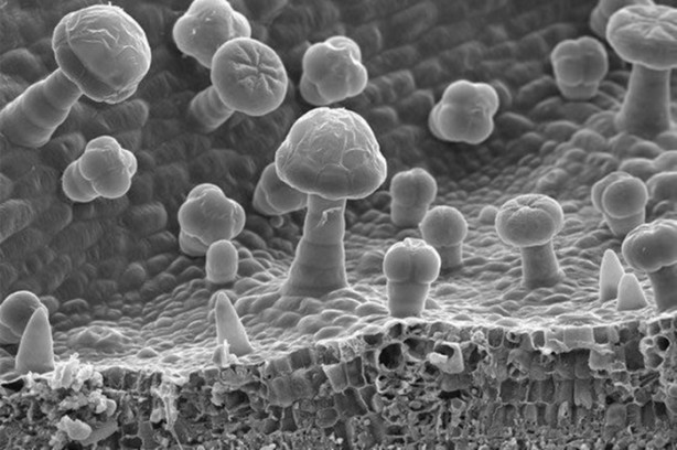 Foto - İlk defa bu kadar yakından göreceksiniz!