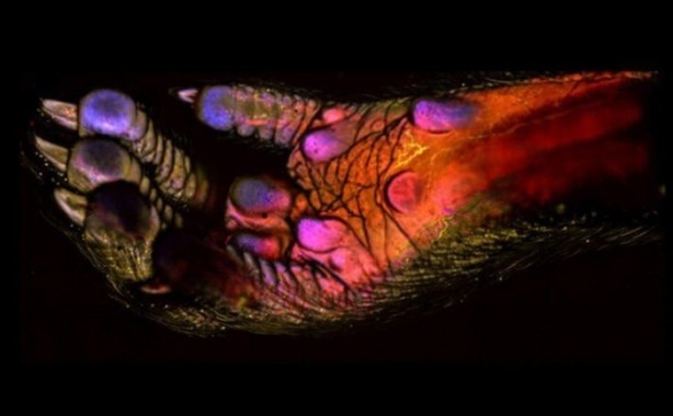 Foto - İlk defa bu kadar yakından göreceksiniz!