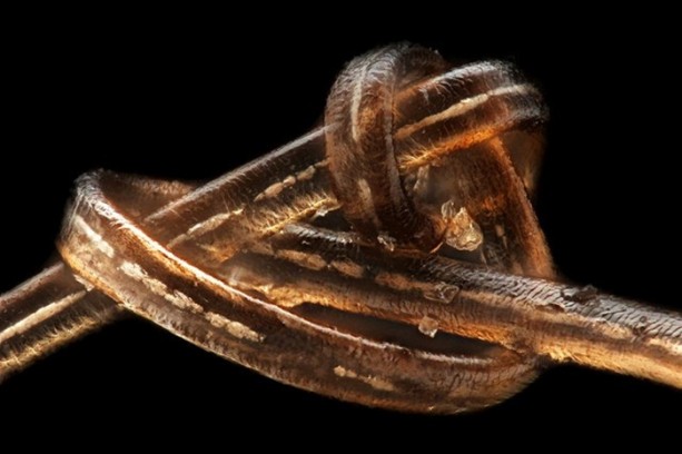 Foto - İlk defa bu kadar yakından göreceksiniz!