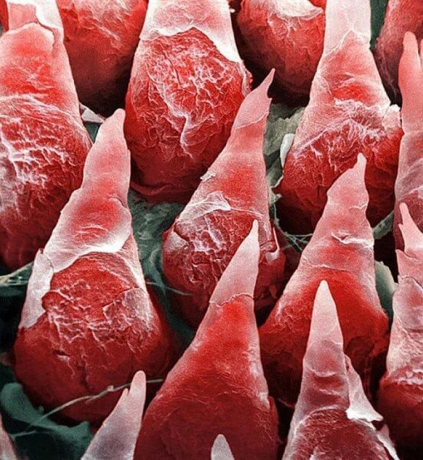 Foto - İlk defa bu kadar yakından göreceksiniz!