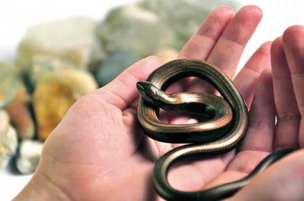 Foto - İlk defa duyacağınız ilginç bilgiler