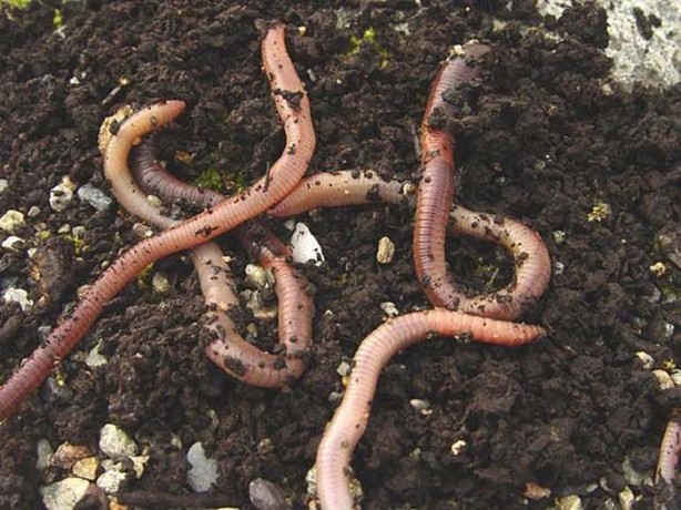 Foto - İlk defa duyacağınız ilginç bilgiler