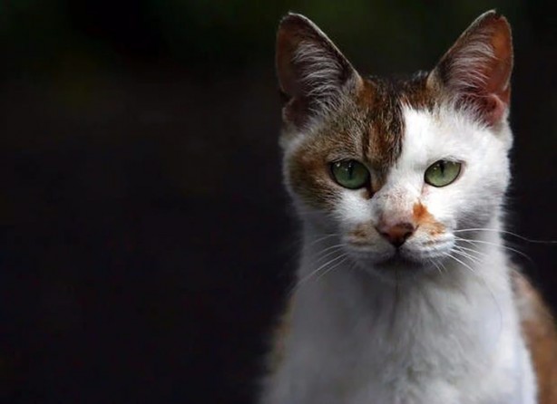 Foto - İlk defa duyacağınız ilginç bilgiler