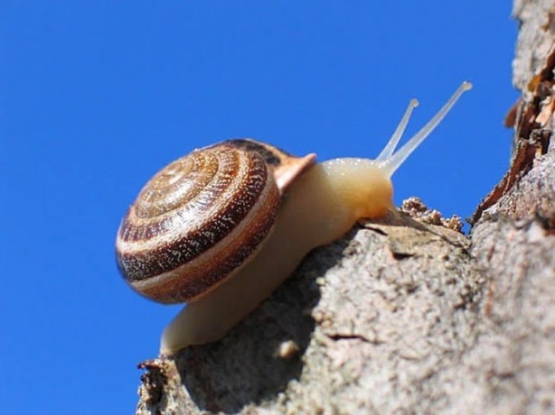 Foto - İlk defa duyacağınız ilginç bilgiler