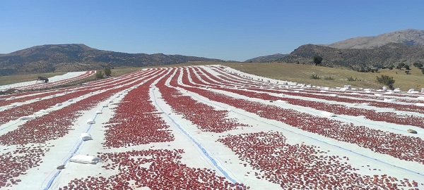 Foto - İlk defa ekildi! Gençlere iş kapısı oldu