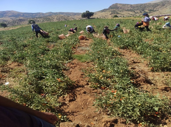 Foto - İlk defa ekildi! Gençlere iş kapısı oldu
