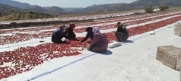 Foto - İlk defa ekildi! Gençlere iş kapısı oldu