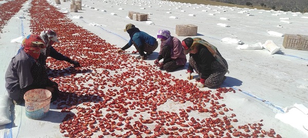Foto - İlk defa ekildi! Gençlere iş kapısı oldu
