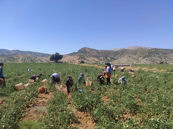 Foto - İlk defa ekildi! Gençlere iş kapısı oldu