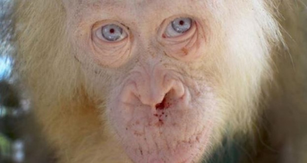  'İlk defa karşılaşılan' albino orangutan korumaya alındı