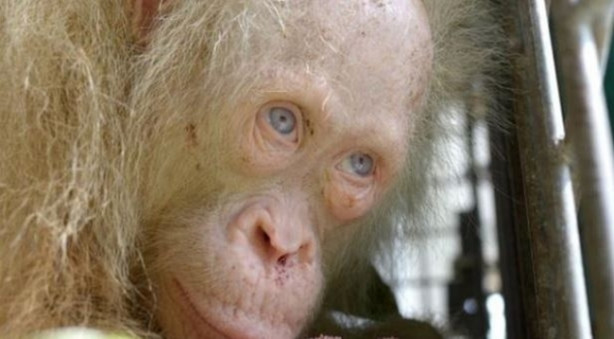 Foto - 'İlk defa karşılaşılan' albino orangutan korumaya alındı