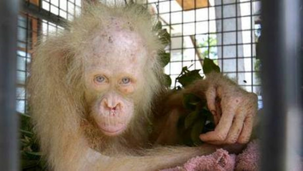 Foto - 'İlk defa karşılaşılan' albino orangutan korumaya alındı