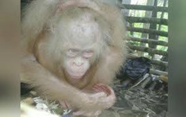 Foto - 'İlk defa karşılaşılan' albino orangutan korumaya alındı