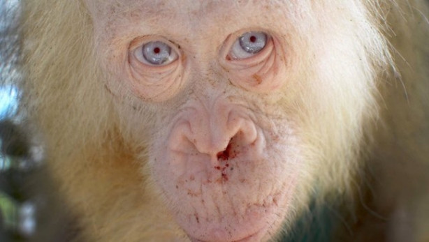 Foto - 'İlk defa karşılaşılan' albino orangutan korumaya alındı