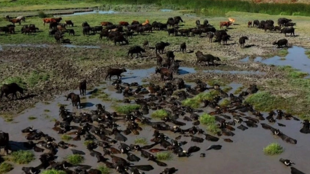 Foto - İlk etapta herkes Afrika sanabilir! Ama burası Erzincan... Gelen görüntüler herkesi şaşkına çevirdi