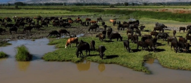Foto - İlk etapta herkes Afrika sanabilir! Ama burası Erzincan... Gelen görüntüler herkesi şaşkına çevirdi
