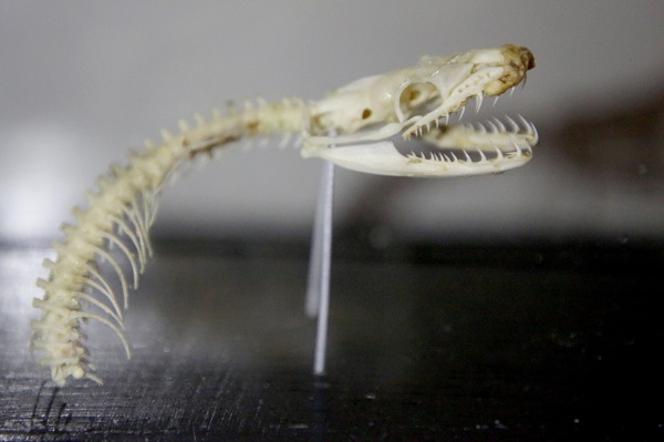 Foto - İlk gün 15 bin kişi ziyaret etti | Yok böyle sergi!