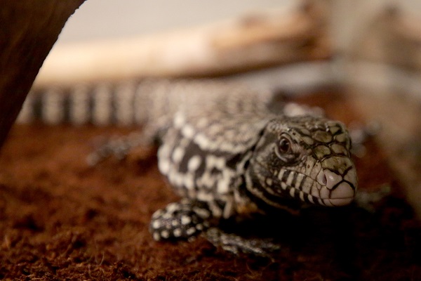 İlk gün 15 bin kişi ziyaret etti | Yok böyle sergi!