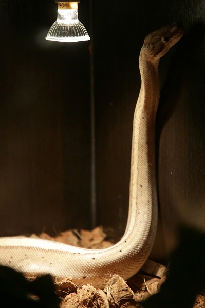 Foto - İlk gün 15 bin kişi ziyaret etti | Yok böyle sergi!