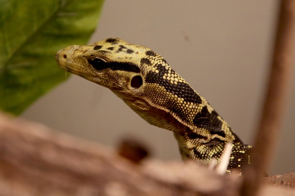 Foto - İlk gün 15 bin kişi ziyaret etti | Yok böyle sergi!