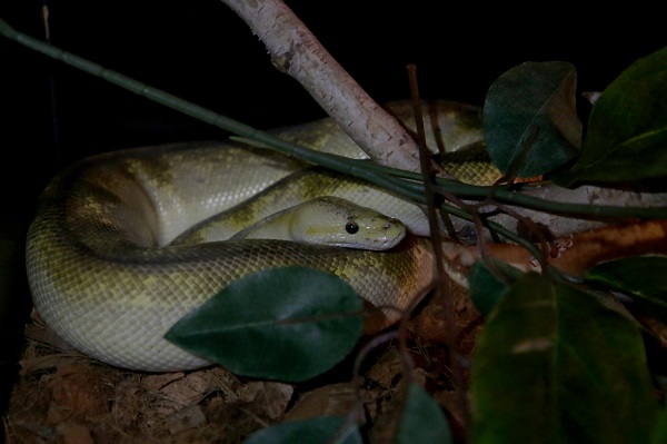Foto - İlk gün 15 bin kişi ziyaret etti | Yok böyle sergi!